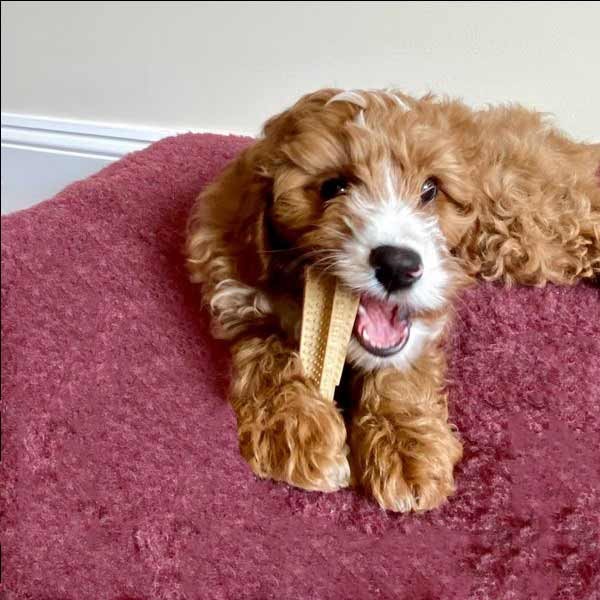 Bamboodles Dog T-Bone Bamboo+Nylon Chew Beef Small (4")