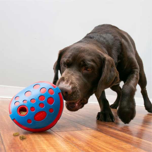 KONG Rewards Wally Medium/Large Dog Toy