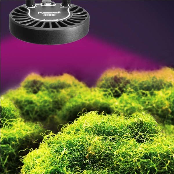 Kessil H80 Tuna Flora LED Grow Light