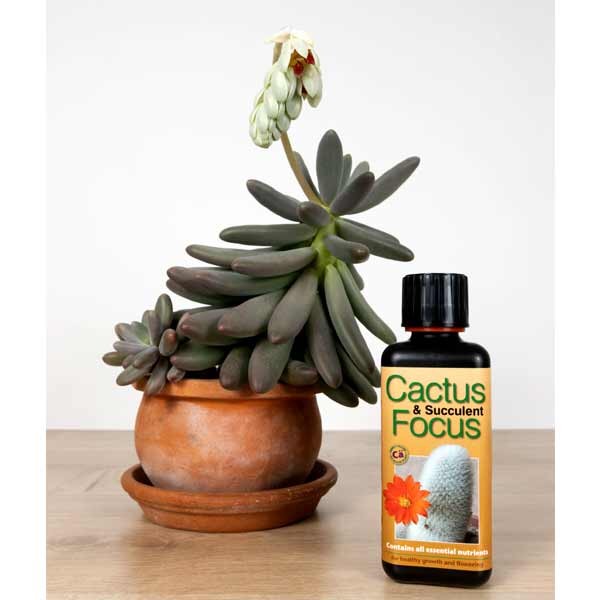 Growth Technology Cactus & Succulent Focus 100ml