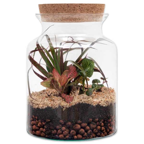 Growth Technology Terrarium Bose