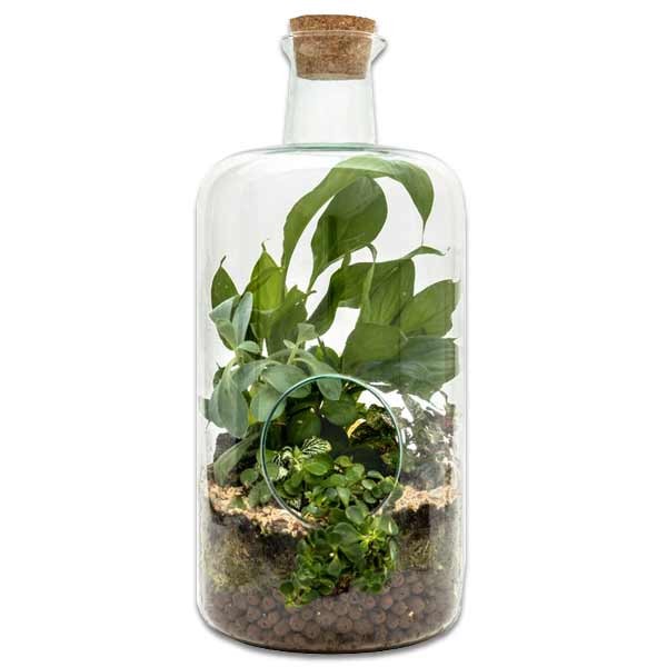 Growth Technology Terrarium Bovey Large