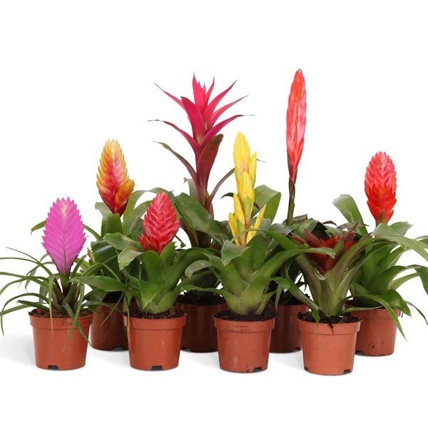 Bromelia Surprise 9cm Pot Assorted Plants