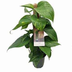 Golden Pothos (Epipremnum aureum) with Moss Pole 19cm Pot