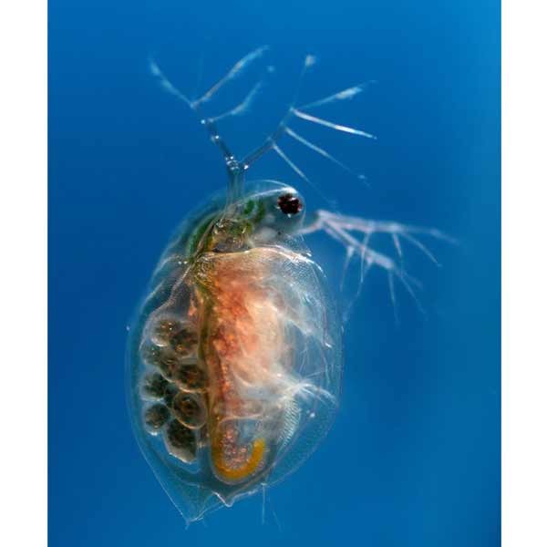 Home Delivery Live Daphnia 100ml