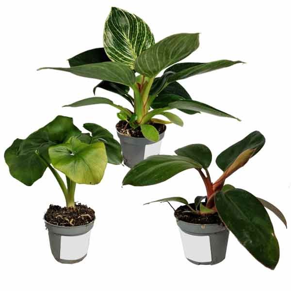 Philodendron Plant Assorted Species