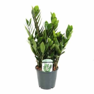 Zamioculcas lucky Classic 5+ 14cm Pot