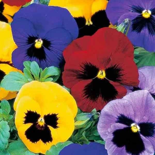 Unwins Pansy Winter Flowering Seeds