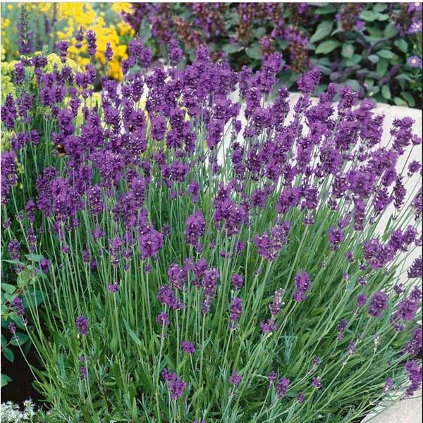 Unwins Nature's Haven Lavender Munstead Seeds