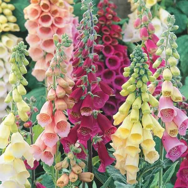 Unwins Nature's Haven Foxglove Woodlanders Flower Seeds