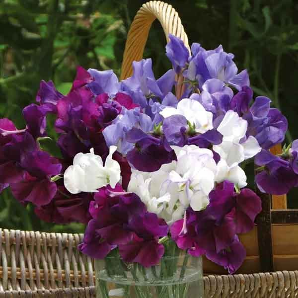 Unwins Sweet Pea 'Misty Mountains' Seeds