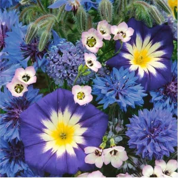 Unwins Sea Of Blue Mixed Annuals Seeds