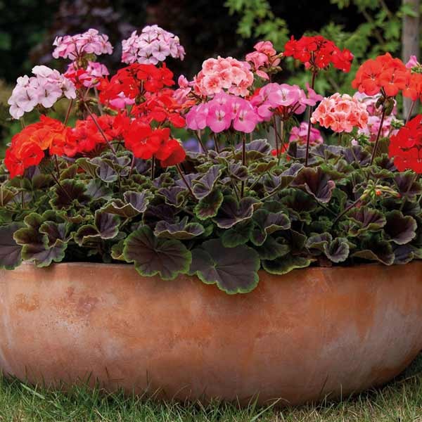 Unwins Geranium Horizon Shadow Seeds