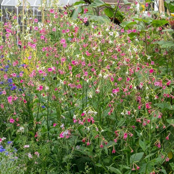 Unwins Nicotiana Whisper Mix Seeds