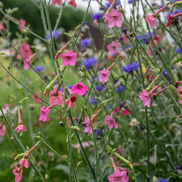 Unwins Nicotiana Whisper Mix Seeds