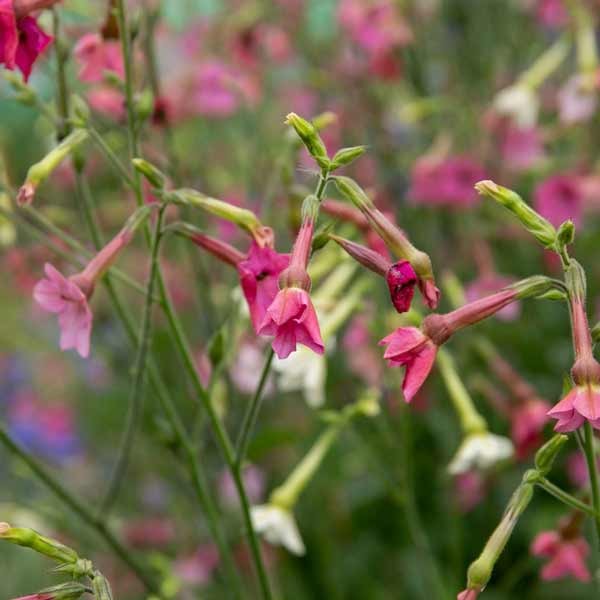 Unwins Nicotiana Whisper Mix Seeds