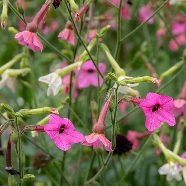 Unwins Nicotiana Whisper Mix Seeds