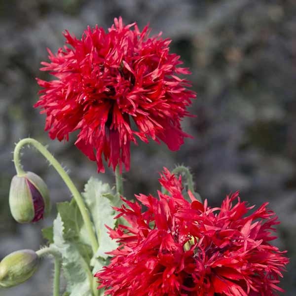 Unwins Poppy Laciniatum Crimson Feathers Seeds