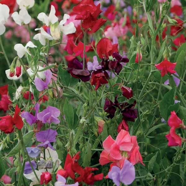 Unwins Sweet Pea 120 Years Seeds