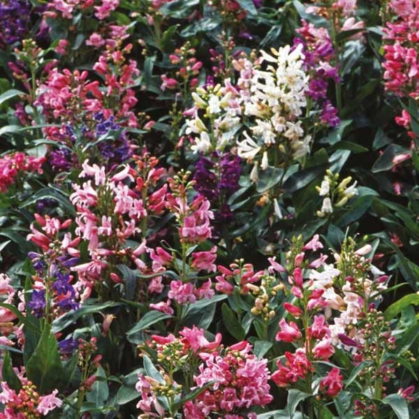 Unwins Penstemon Barbatus Mix Seeds