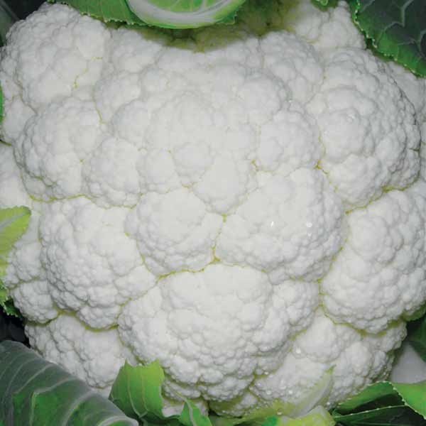 Unwins Cauliflower Skywalker F1 Seeds