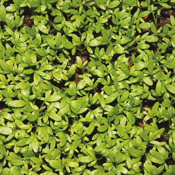 Unwins Little Growers Cress Curly Top Seeds