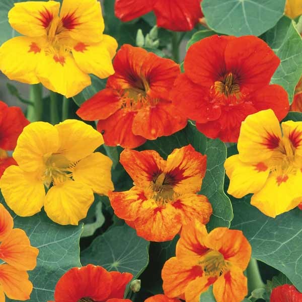 Unwins Little Growers Nasturtium Jeepers Creepers Seeds