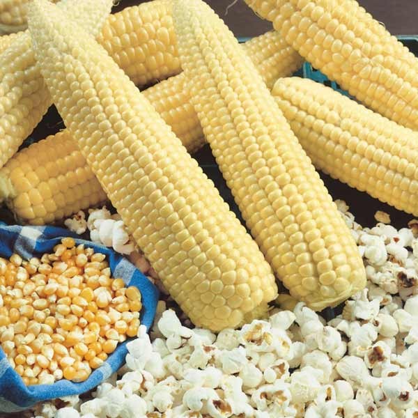 Unwins Little Growers Sweet Corn Popcorn Robust Seeds