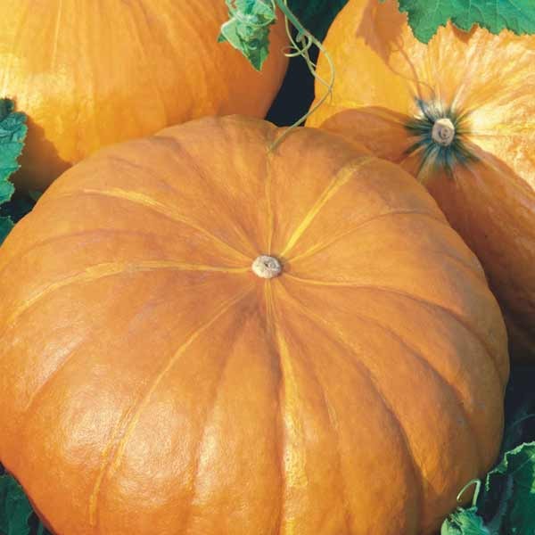 Unwins Little Growers Pumpkin Mammoth Seeds