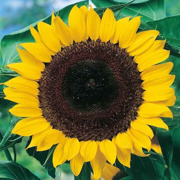 Unwins Little Growers Sunflower Sunshine Giant Seeds