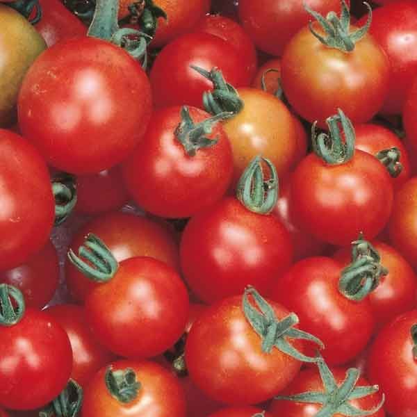 Unwins Little Growers Tomato Cherry Sweet Million Seeds