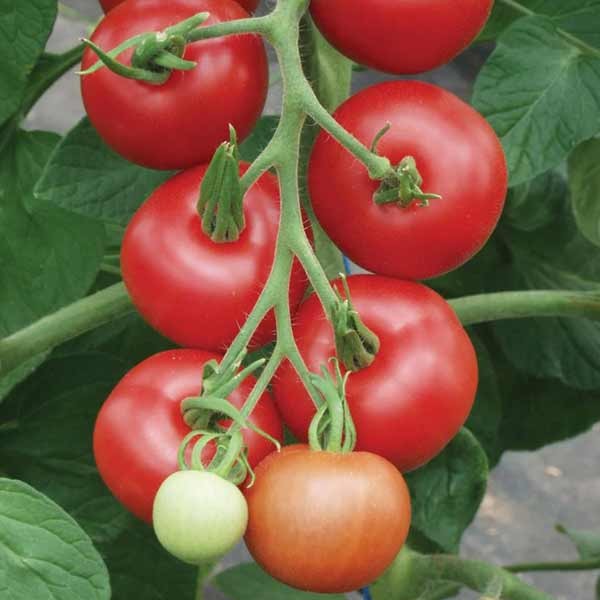 Unwins Tomato Matina Organic Seeds