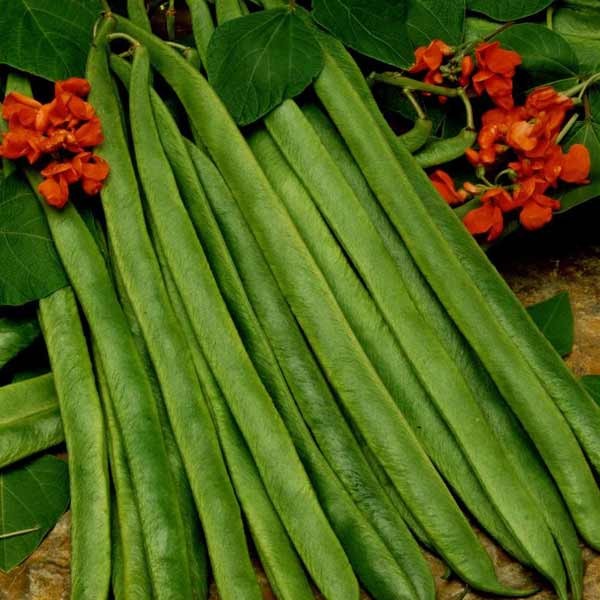 Unwins Runner Bean Lady Di Organic Seeds