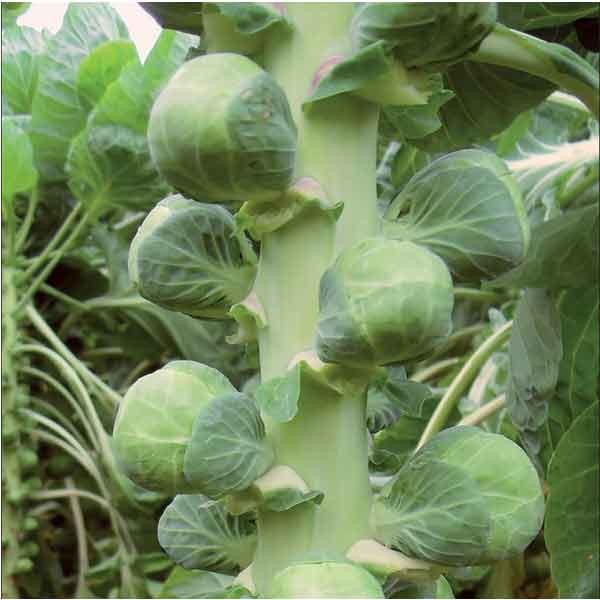 Unwins Brussels Sprout Nautic F1 Organic Seeds