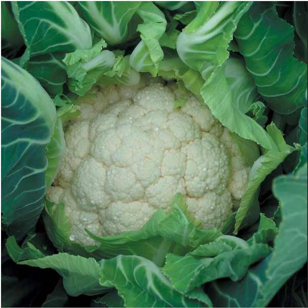 Unwins Cauliflower Medallion F1 Organic Seeds