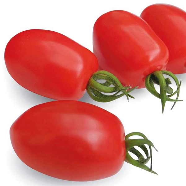 Unwins Tomato Monterrey F1 Organic Seeds