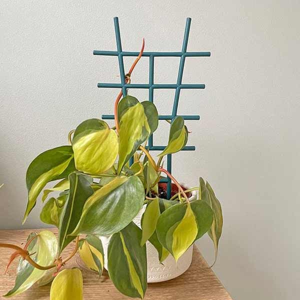 Growers Choice Indoor Plant Trellis Small 3 Pack