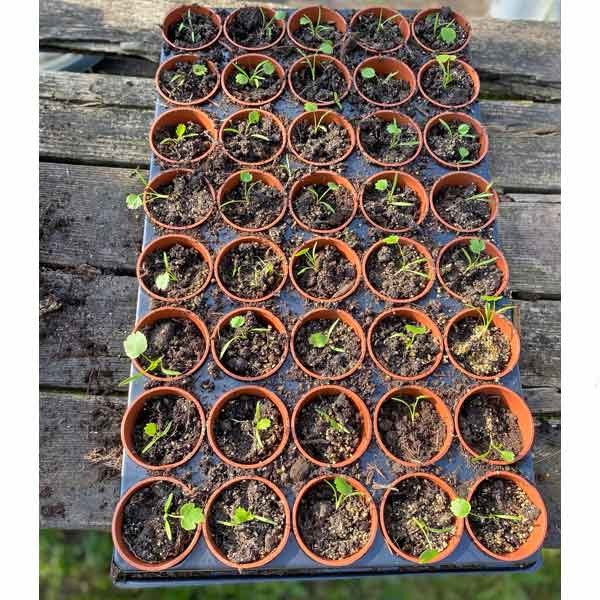 Growers Choice Seed & Cutting Pots 40 pack