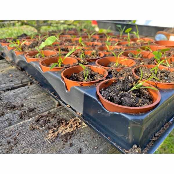 Growers Choice Seed & Cutting Pots 40 pack