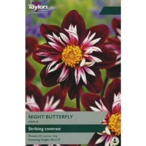 Taylors Bulbs Dahlia Night Butterfly Single - NL