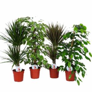 Air So Pure Plants Assorted Species 17cm Pot