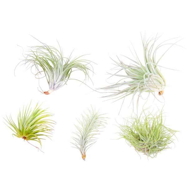 AirPlant Assorted Species