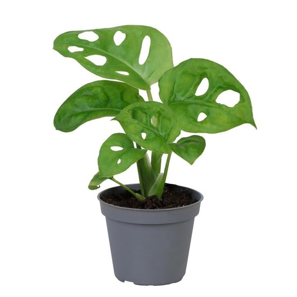 Monkey Mask (Monstera obliqua) 6cm Pot