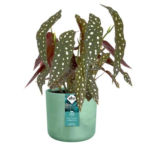 Elho The Ocean Collection Round Pacific Green 22cm Flower Pot