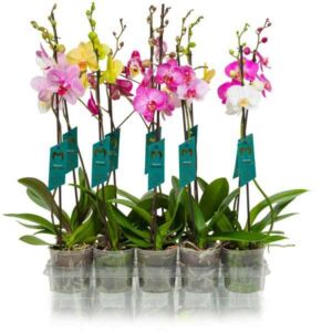 Moth Orchid (Phalaenopsis) Plant Mix 12cm Pot