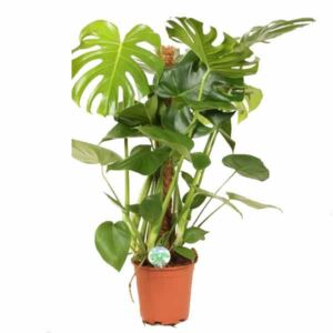 Monstera deliciosa Moss pole 19cm Pot