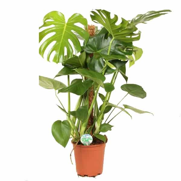 Monstera deliciosa Moss pole 19cm Pot