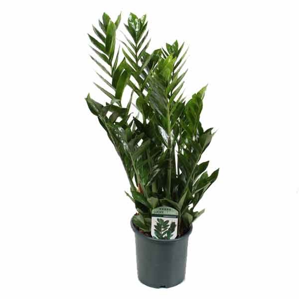 Zamioculcas lucky Classic 7+ 17cm Pot