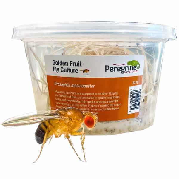 Home Delivery Flightless Golden Fruit Fly Pre-Pack