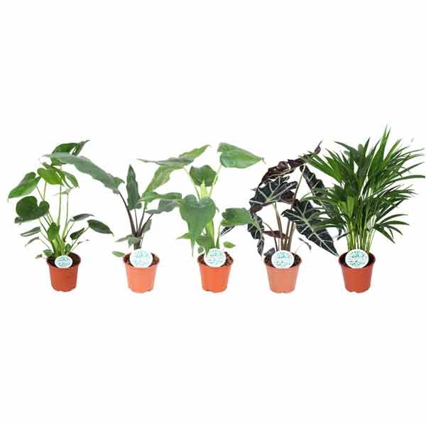 Plants green Jungle mix 14cm Pot